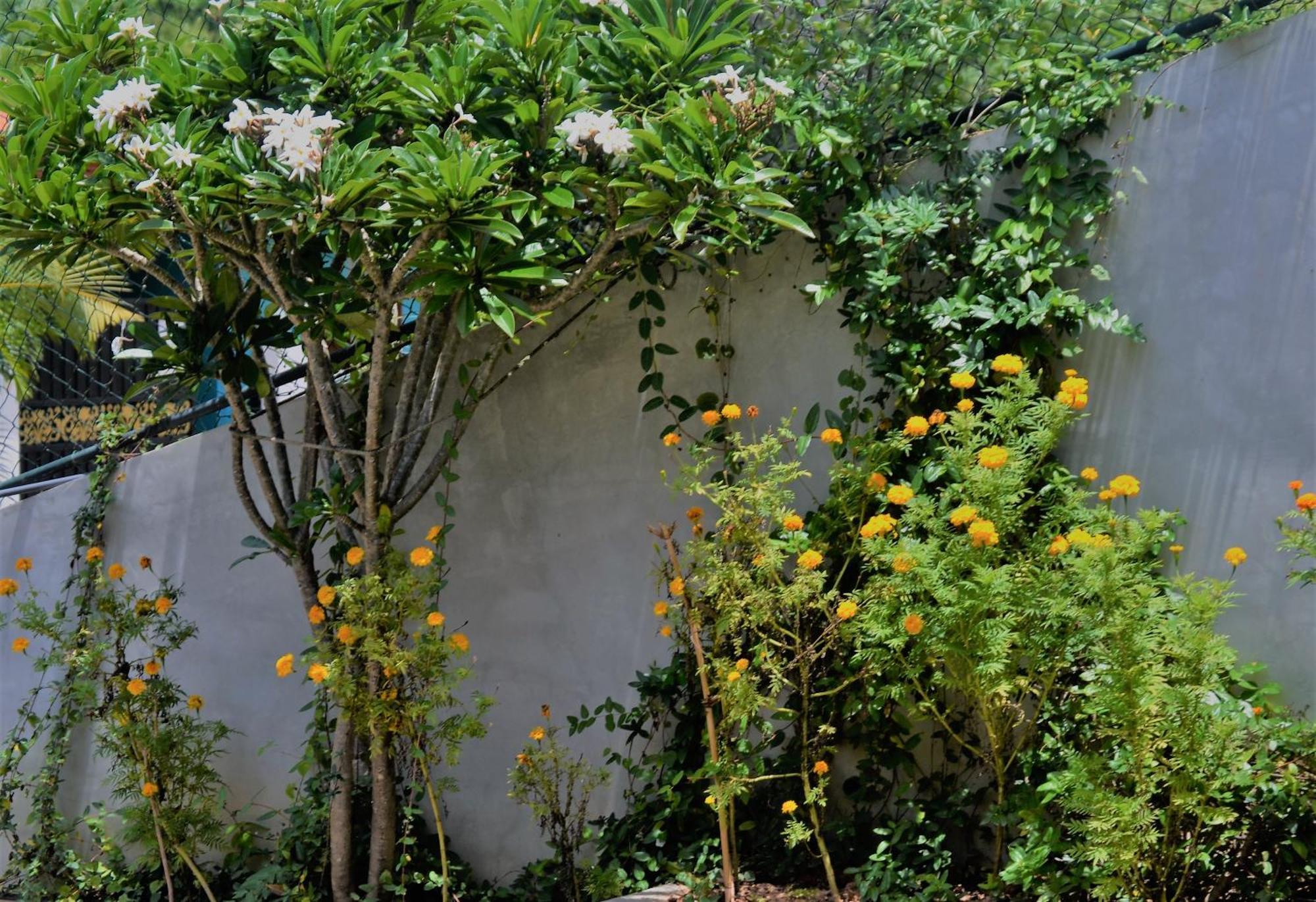 Bellaxy Ceylon Bed and Breakfast Eksteriør billede